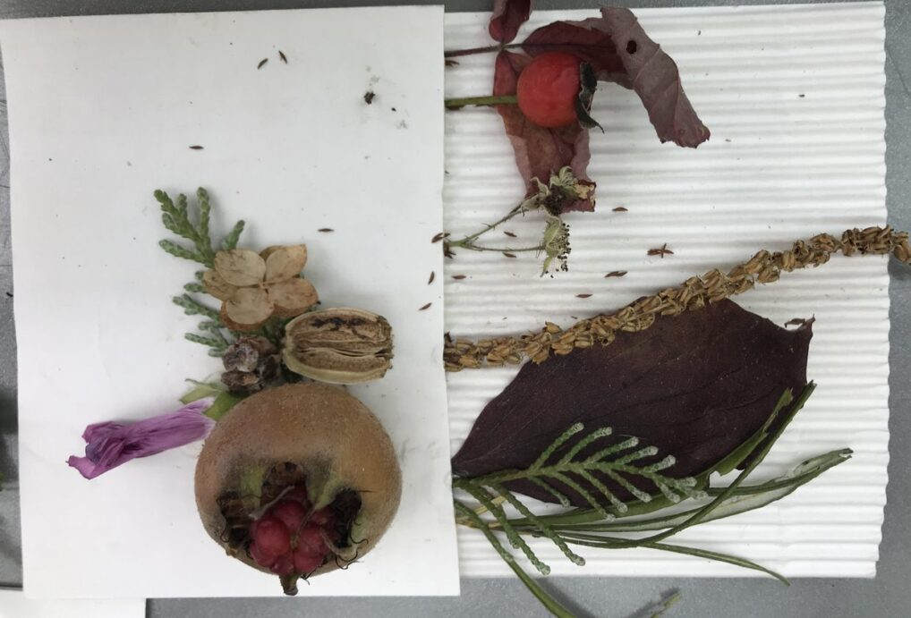 Umwelt_Herbst_IMG_9341