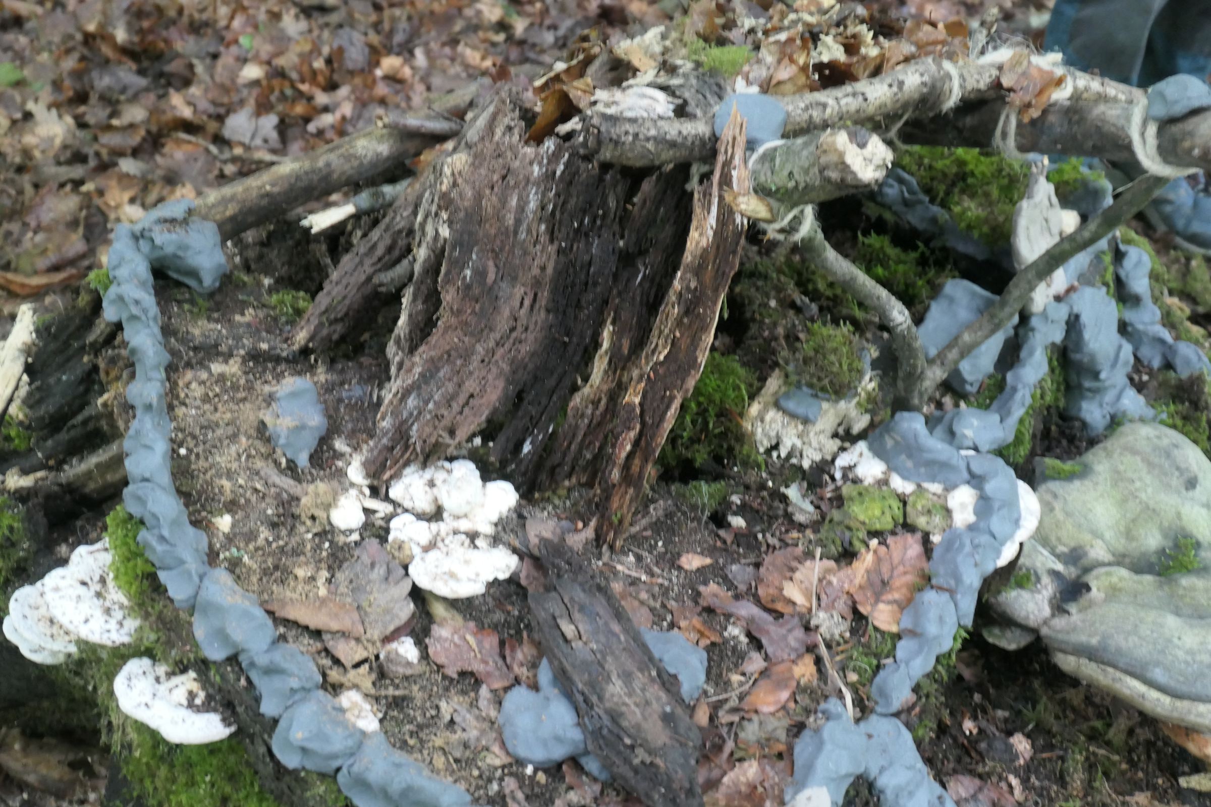 2025-08 – Clement Stiftung – Naturcamp – P1033956