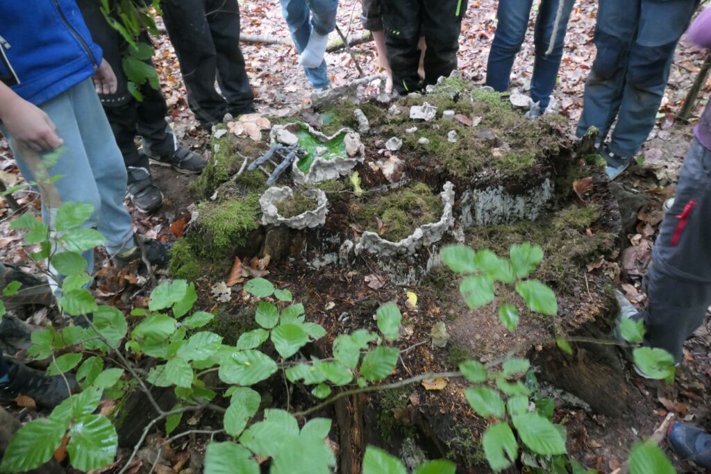 Kinder stehen im Wald um einen bemoosten Baumstumpf, auf dem sie aus Ton eine kleine Landschaft mit Mauern und Teich gebaut haben